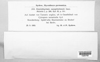 Coniothyrium caespitulosum image